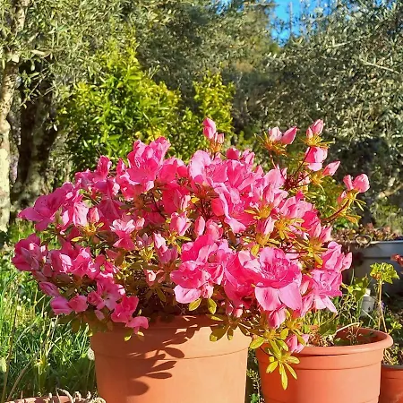 Gli Olivi Country House * Pescia