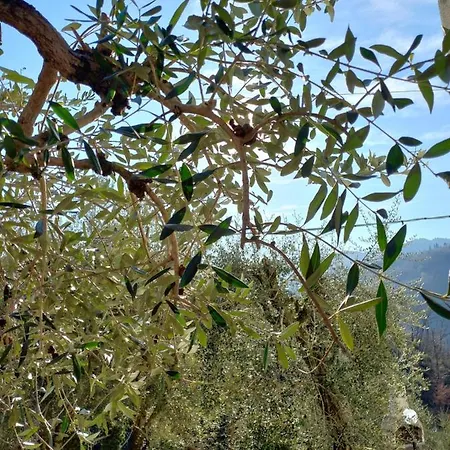 Gli Olivi Country House Pescia