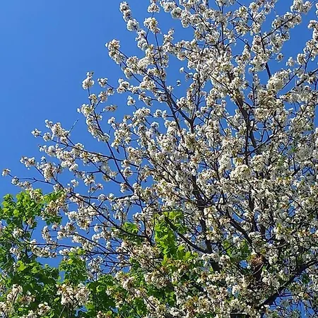 Gli Olivi Country House * Pescia